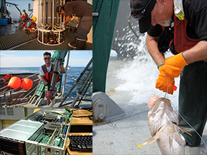 mud-microbes-mammals-composite-featured Right-side picture shows Steven Murawski, with the University of South Florida (USF) and C-IMAGE director, collecting a tilefish for fish analysis studies. (Photo courtesy of C-IMAGE) Left-side, top picture shows a research crew aboard the RV Weatherbird II collecting water off the west Florida shelf for toxicology studies. (Photo by P. Gilbert) Left-side, middle picture shows Patrick Schwing, a USF post-doc and C-IMAGE researcher, aboard the RV Weatherbird II holding a deep Gulf sediment core. (Photo courtesy of C-IMAGE) Left-side, bottom picture depicts computing power at the USF computer center for large scale ecosystem modeling. (Photo courtesy of C-IMAGE)