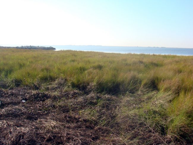 YearOne_MESC_Yu_BenzeneMarshSediment_DSC04118 Shown here is a Louisiana marsh area where the study authors collected sediment samples for analysis. (Photo provided by Kewei Yu)