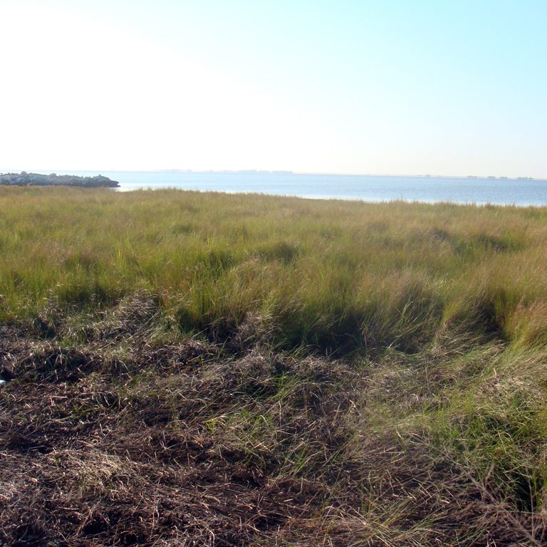 YearOne_MESC_Yu_BenzeneMarshSediment_DSC04118 Shown here is a Louisiana marsh area where the study authors collected sediment samples for analysis. (Photo provided by Kewei Yu)