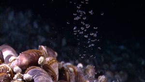 Bubbles of methane gas rise through a mussel bed at the Pascaguola Dome. (Image courtesy of the NOAA Okeanos Explorer Program)