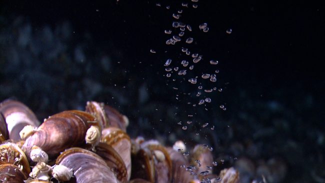 NOAA Ocean Explorer: NOAA Ship Okeanos Explorer: 2012 “Gulf of Bubbles of methane gas rise through a mussel bed at the Pascaguola Dome. (Image courtesy of the NOAA Okeanos Explorer Program)