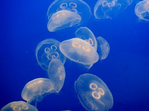 Common Name: Moon Jelly. Scientific Name: Aurelia aurita. Picture courtesy of Voyage to Inner Space - Exploring the Seas with NOAA photographer Anna Fiolek, NOAA Central Library.