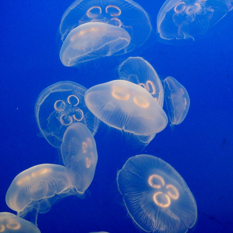 NOAAJellyFishImage_expl1602 Common Name: Moon Jelly. Scientific Name: Aurelia aurita. Picture courtesy of Voyage to Inner Space - Exploring the Seas with NOAA photographer Anna Fiolek, NOAA Central Library.