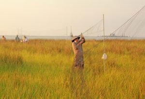 Scientists set up nets to collect Seaside Sparrows as part of CWC studies on the impacts of oil on land-based animals in Louisiana marshes. (Photo by Phil Stouffer, Professor at Louisiana State University School of Renewable Natural Resources)