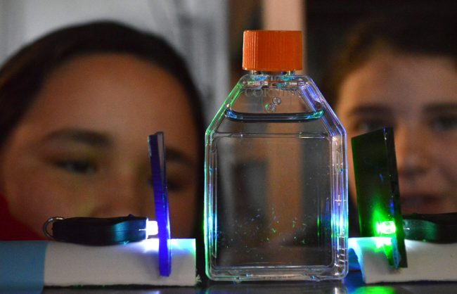 DROPPS_WomenInScience_LightDemo In Swim Towards the Light, the Scouts test how light can change the swimming behavior of zooplankton, brainstorming why this may be helpful in the marine environment. (Photo credit: Colleen McCue with Mission-Aransas National Estuarine Research Reserve)