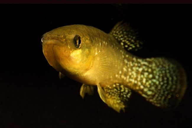 Killifish. (Photo provided by Andrew Whitehead)
