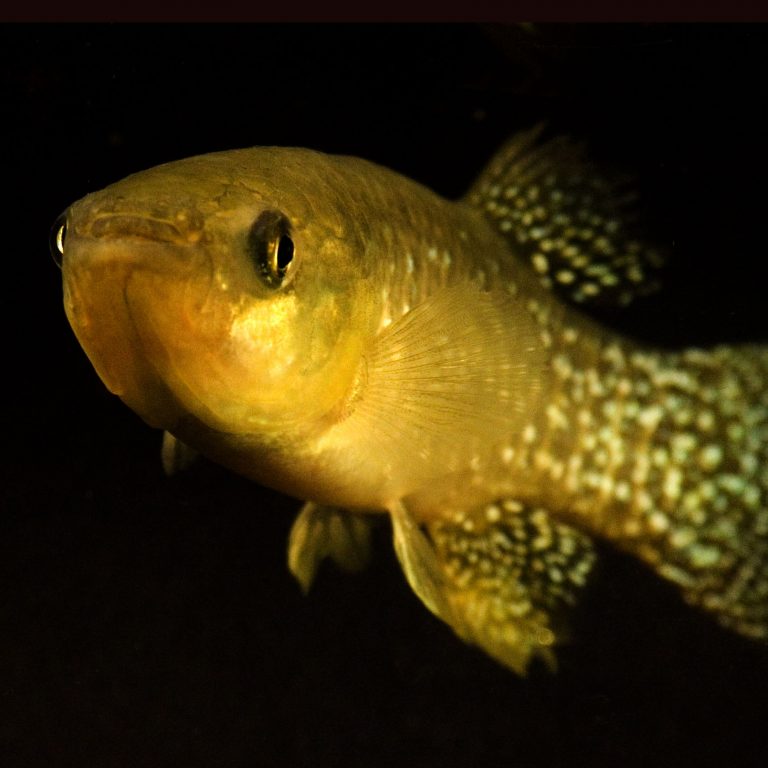Whitehead_killifish Killifish. (Photo provided by Andrew Whitehead)