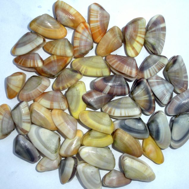 C-IMAGE_CoquinaClams Coquina clams. (Photo provided by R. Snyder)