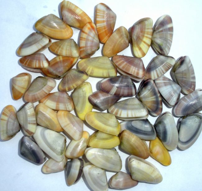 C-IMAGE_CoquinaClams Coquina clams. (Photo provided by R. Snyder)