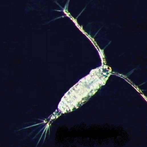 DROPPS_CopepodAcartia Copepod Acartia tonsa. (Image provided by Ed Buskey)