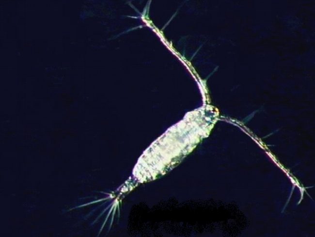 DROPPS_CopepodAcartia Copepod Acartia tonsa. (Image provided by Ed Buskey)