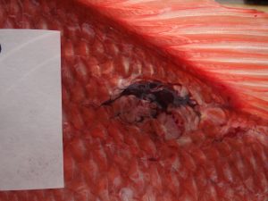 A close up image of an external skin lesion on a Gulf Red Snapper caught in 2011. (Photo provided by S. Murawski)