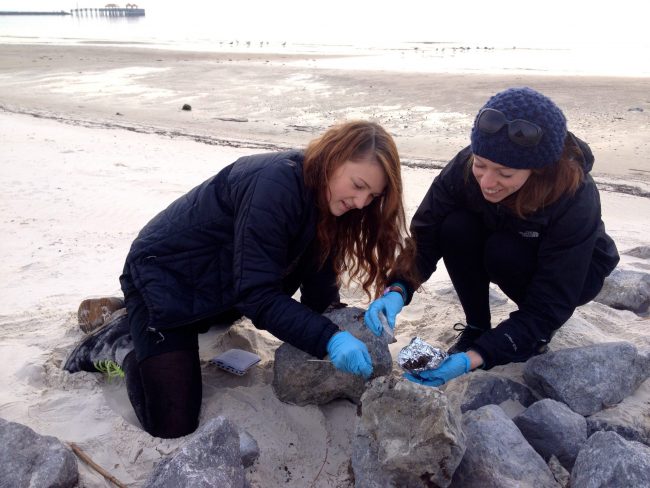 RFP-II_White_CollectingOiledSamples Shelby Lyons (left, undergraduate student) and Rachel Simister (right, postdoc at Haverford) in the field collecting oiled samples. (Photo credit: H. White)