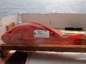 This Gulf of Mexico Red Snapper with an external lesion was caught in 2011. (Photo provided by S. Murawski)