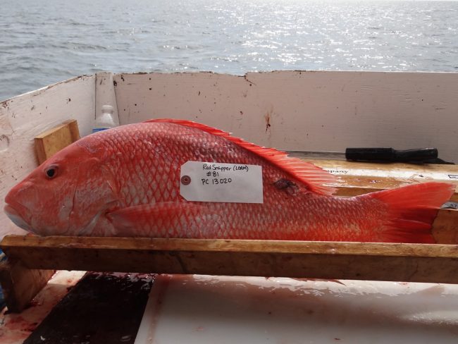 Red-Snapper-lesion This Gulf of Mexico Red Snapper with an external lesion was caught in 2011. (Photo provided by S. Murawski)