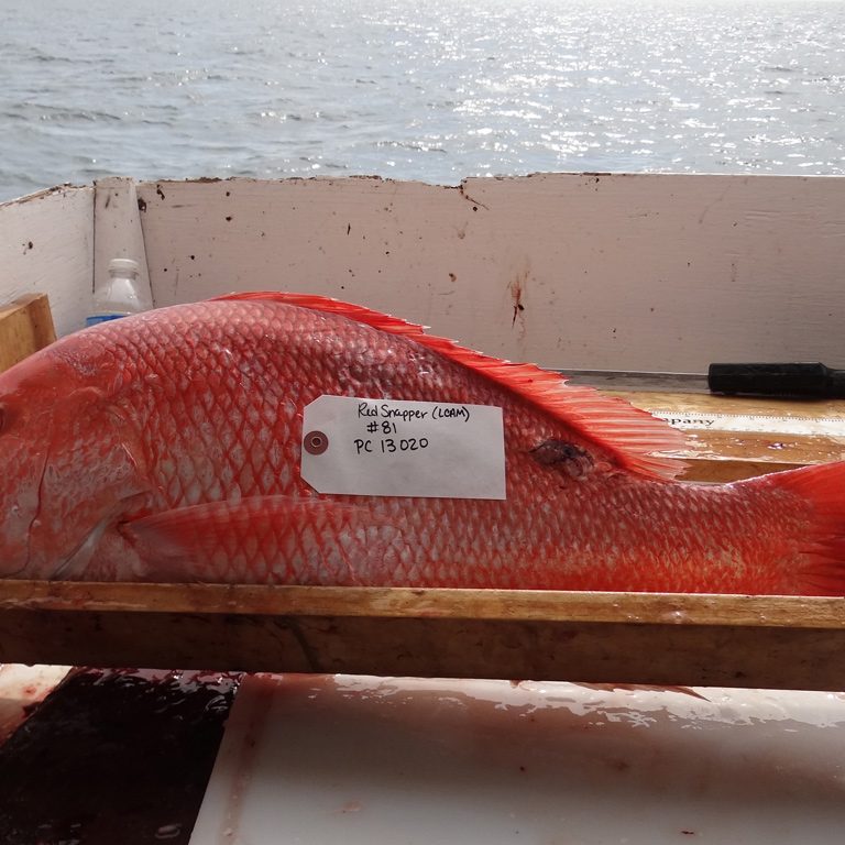 Red-Snapper-lesion This Gulf of Mexico Red Snapper with an external lesion was caught in 2011. (Photo provided by S. Murawski)