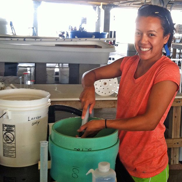 (Maria Vozzo grades oyster larvae at the LA Sea Grant oyster hatchery. Here, she filters out smaller, younger larvae and collects larger ones ready to settle into spat. Two weeks later, Maria counted the spat that had grown on the tiles and placed the tiles in predator exclusion cages in the field. (Photo credit: Stephanie Grodeska)