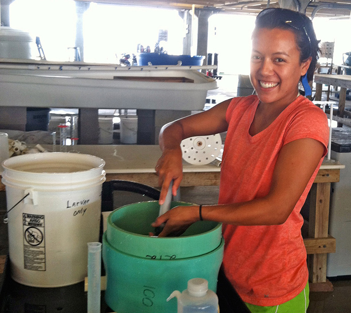 (Maria Vozzo grades oyster larvae at the LA Sea Grant oyster hatchery. Here, she filters out smaller, younger larvae and collects larger ones ready to settle into spat. Two weeks later, Maria counted the spat that had grown on the tiles and placed the tiles in predator exclusion cages in the field. (Photo credit: Stephanie Grodeska)