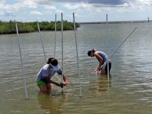 Maria Vozzo (left) and Jenessa Kay (right) place recruitment tiles and commensal bags (used to collect the commensal reef communities at each site) at Grand Isle. (Photo credit: Bridget Rogers)