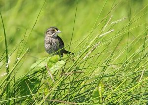 A Seaside Sparrow shown in its natural marsh habitat. (Photo credit: Phil Stouffer)