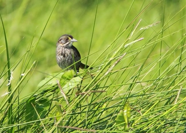 CWC_SeasideSparrowInGrass A Seaside Sparrow shown in its natural marsh habitat. (Photo credit: Phil Stouffer)