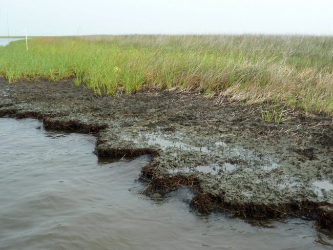 OiledLAMarshShoreline_Hooper-Bui An oiled Louisiana marsh shoreline as it appeared in the summer of 2011. (Photo from Linda Hooper-Bui)