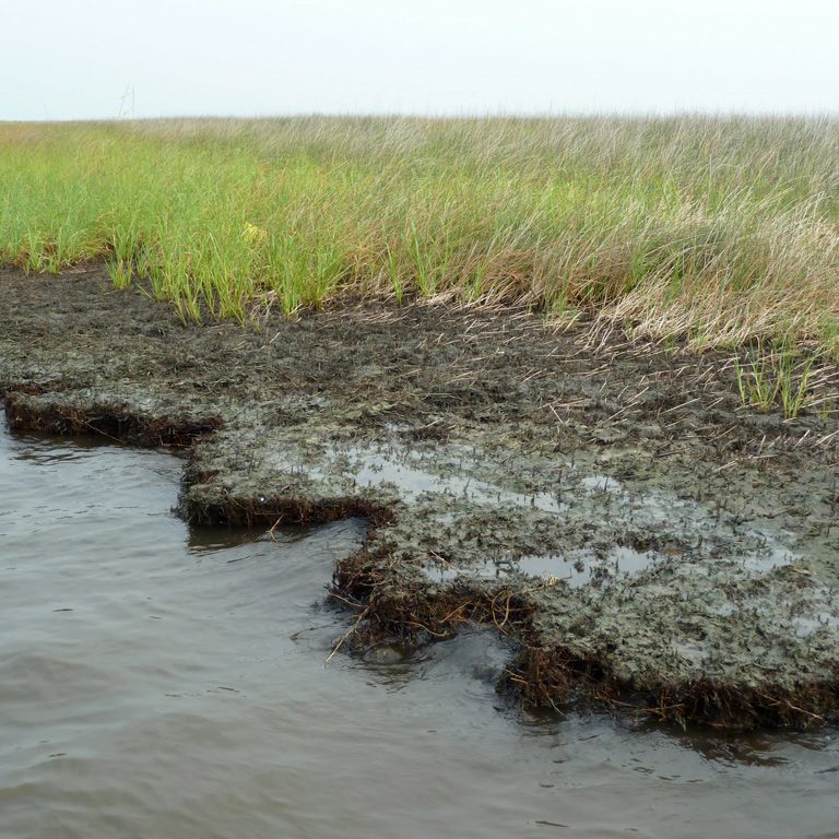 OiledLAMarshShoreline_Hooper-Bui An oiled Louisiana marsh shoreline as it appeared in the summer of 2011. (Photo from Linda Hooper-Bui)