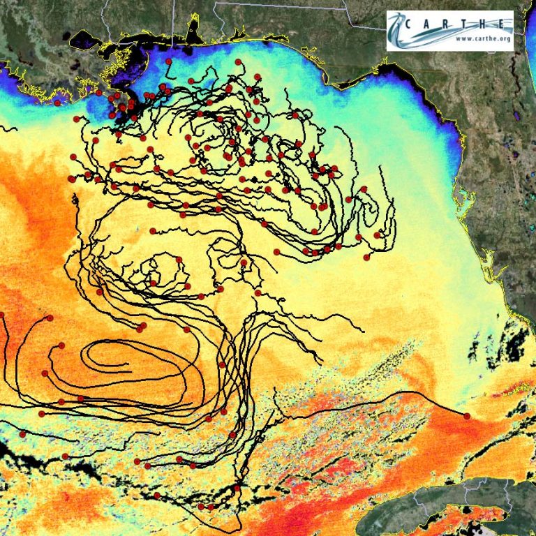 Poje_PNAS_GLAD-supplemental Shown here are drifter trajectories from the Grand Lagrangian Deployment (GLAD) approximately four months after being released near the Deepwater Horizon oil spill site. The background shows the sea surface temperature over the Gulf of Mexico from MODIS on 20 October 2012 (credit: Edward Ryan, University of Miami)