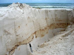 Layers of weathered oil are seen in the cross section of this sediment sampling trench that researchers dug on Pensacola Beach shortly after the Deepwater Horizon oil spill. (Photo credit: Markus Huettel, Florida State University)