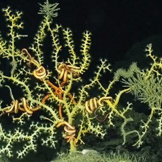 Fisher_MC294Coral-B