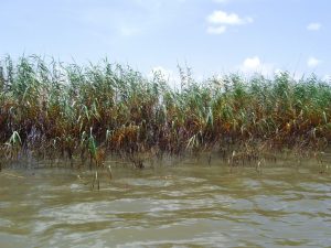 Oiled Phragmites in the Mississippi River Delta after the Deepwater Horizon oil spill. (Photo provided by Mendelssohn)