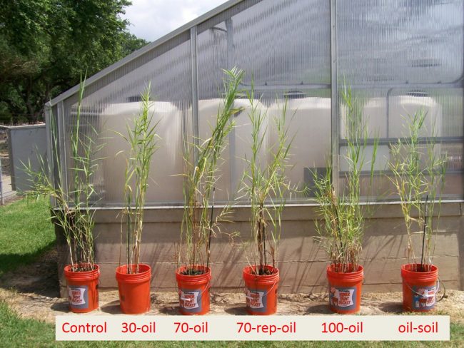 RFP-II_Judy-Mendelssohn-OiltoShoots Oil added to the soil had a greater effect on above-ground plant growth than oiling of leaves and shoots. The exception was for repeated shoot oiling (70-rep-oil), which also reduced plant growth compared to the unoiled control. The numbers refer to percent of above-ground tissue oiled. (Photo provided by Mendelssohn)