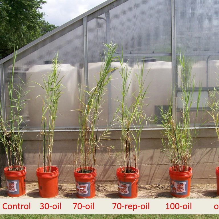 RFP-II_Judy-Mendelssohn-OiltoShoots Oil added to the soil had a greater effect on above-ground plant growth than oiling of leaves and shoots. The exception was for repeated shoot oiling (70-rep-oil), which also reduced plant growth compared to the unoiled control. The numbers refer to percent of above-ground tissue oiled. (Photo provided by Mendelssohn)