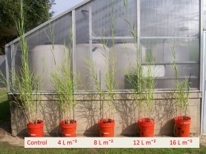 The response of Phragmites to increasing concentrations of weathered Macondo oil added the soil of the marsh sods. As oil loading increased, plant growth decreased. (Photo provided by Mendelssohn)
