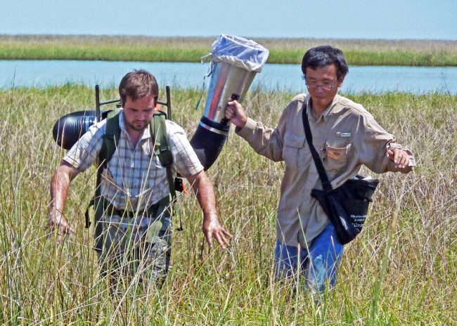 XuanChen1 Xuan (right) and Ben Adams, AKA “Max,” (left) collect insects in Louisiana marshes using a vacuum. (Photo provided by Xuan Chen)