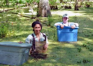 Xuan (not pictured) received a lot of helpful assistance from student workers Theresa Crupi (left) and Alexander Sabo (right). Here, they set traps in the trees at Jean Lafitte National Park and Preserve in order to collect ants. (Photo provided by Xuan Chen)