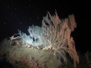 A deep-sea crab lives in a coral community on top of a carbonate boulder. ECOGIG researchers are making strides to better understand visible and invisible impacts of oil on deep-sea corals such as this. (Photo credit: Ian R. MacDonald)