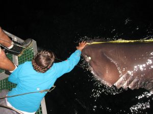 Florida State University graduate student Johanna Imhoff measures a large bluntnose sixgill shark (Haxanchus griseus) during a Deep-C Fish Ecology Cruise aboard the R/V Apalachee (October 2013). (Photo credit: Dean Grubbs, FSU Coastal and Marine Laboratory)