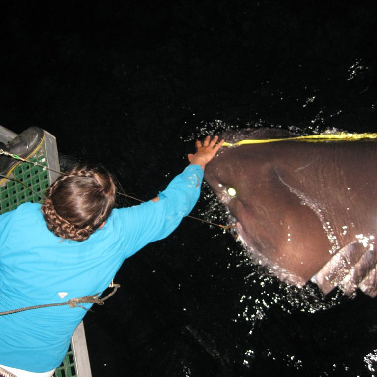 Deep-C_deangrubbs_BluntnoseShark Florida State University graduate student Johanna Imhoff measures a large bluntnose sixgill shark (Haxanchus griseus) during a Deep-C Fish Ecology Cruise aboard the R/V Apalachee (October 2013). (Photo credit: Dean Grubbs, FSU Coastal and Marine Laboratory)