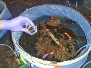 Researchers add non-dispersed oil into a Sargassum mesocosm. (Photo by S. Powers)