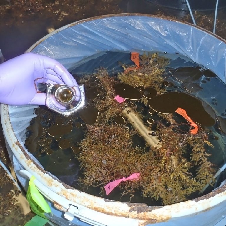 Powers_SargassumMesocosm Researchers add non-dispersed oil into a Sargassum mesocosm. (Photo by S. Powers)