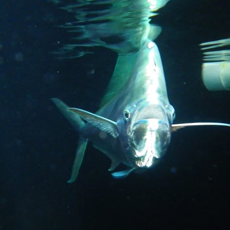 RECOVER_Mahi-Bull-FEATURED A mahi-mahi bull. (Photo credit: Dr. John Stieglitz)