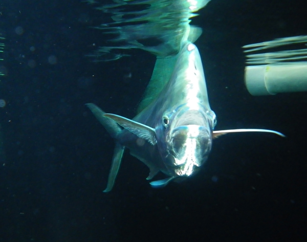 RECOVER_Mahi-Bull-FEATURED A mahi-mahi bull. (Photo credit: Dr. John Stieglitz)