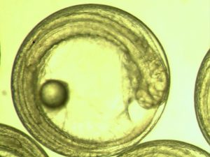 A mahi-mahi late stage fish embryo. (Image credit: Dr. John Stieglitz)