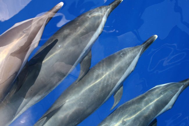 LADC_Dolphins Dolphins play near the ship during the LADC 2007 acoustic/visual data collection experiment. (Photo provided by the LADC-GEMM)