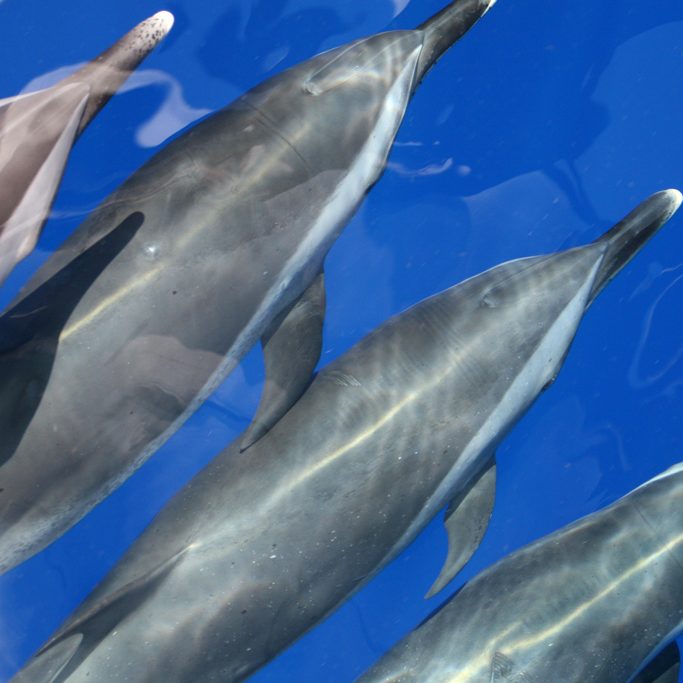 LADC_Dolphins Dolphins play near the ship during the LADC 2007 acoustic/visual data collection experiment. (Photo provided by the LADC-GEMM)