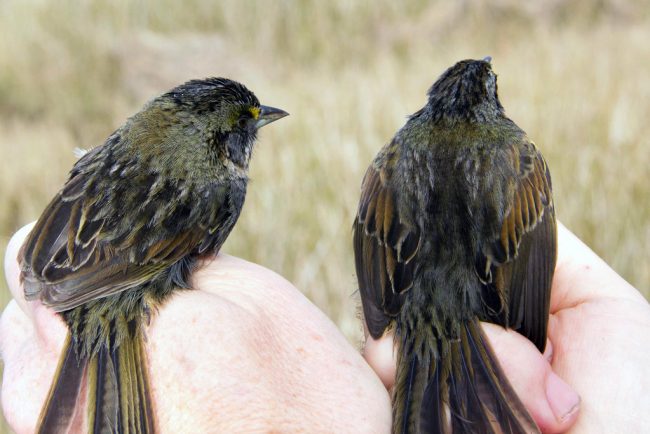 Sparrow-Back Seaside Sparrows rarely leave the comforts of their marsh habitat, which was heavily oiled by the Deepwater Horizon spill. Scientists are studying potential long-term health effects. (Photo credit: Philip Stouffer)