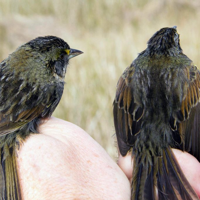Seaside Sparrows rarely leave the comforts of their marsh habitat, which was heavily oiled by the Deepwater Horizon spill. Scientists are studying potential long-term health effects. (Photo credit: Philip Stouffer)
