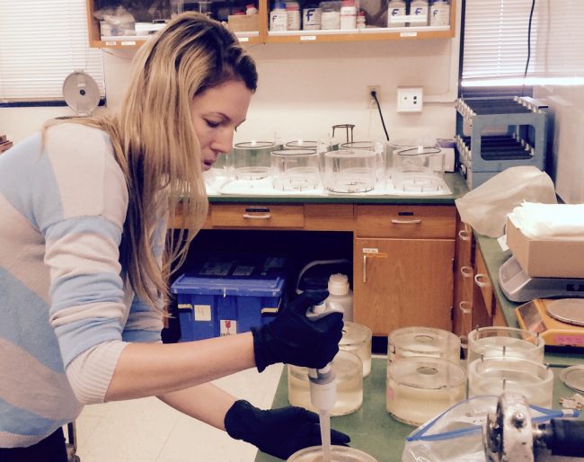 Lab manager Julia Sweet prepares treatments for the rolling tanks experiments. (Photo provided by Uta Passow)
