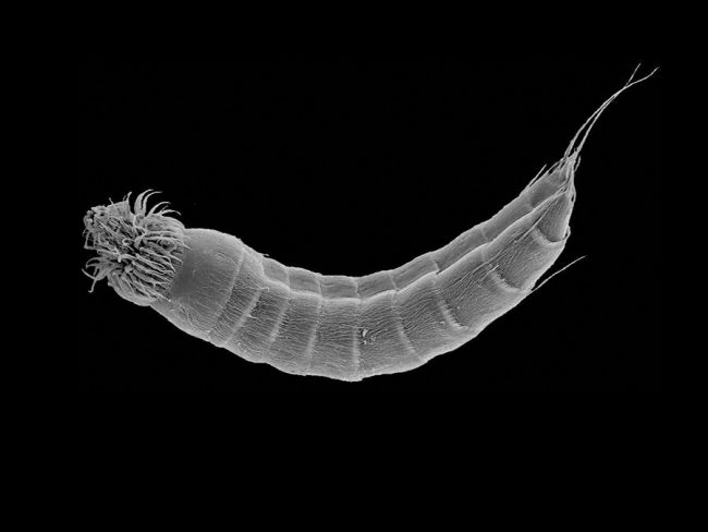 Echinoderes-skipperae Scanning electron micrograph of Echinoderes skipperae. (Image credit: Martin Sørensen)